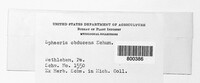 Praetumpfia obducens image